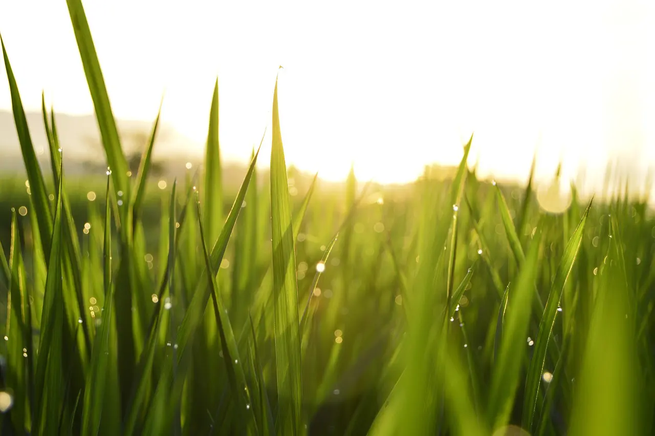 A close up of a field of grass. Local Orange County SEO is crucial for businesses in Orange County.