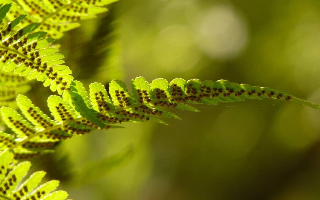 A fern with prothallus "hooks" onto each leaf.