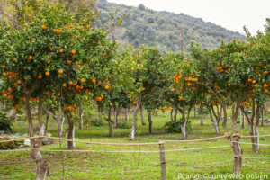 Orange groves are all over Orange County including in Buena Park. Buena Park SEO Company, Website Promoters is here to help clients greatly increase their online presence. 
